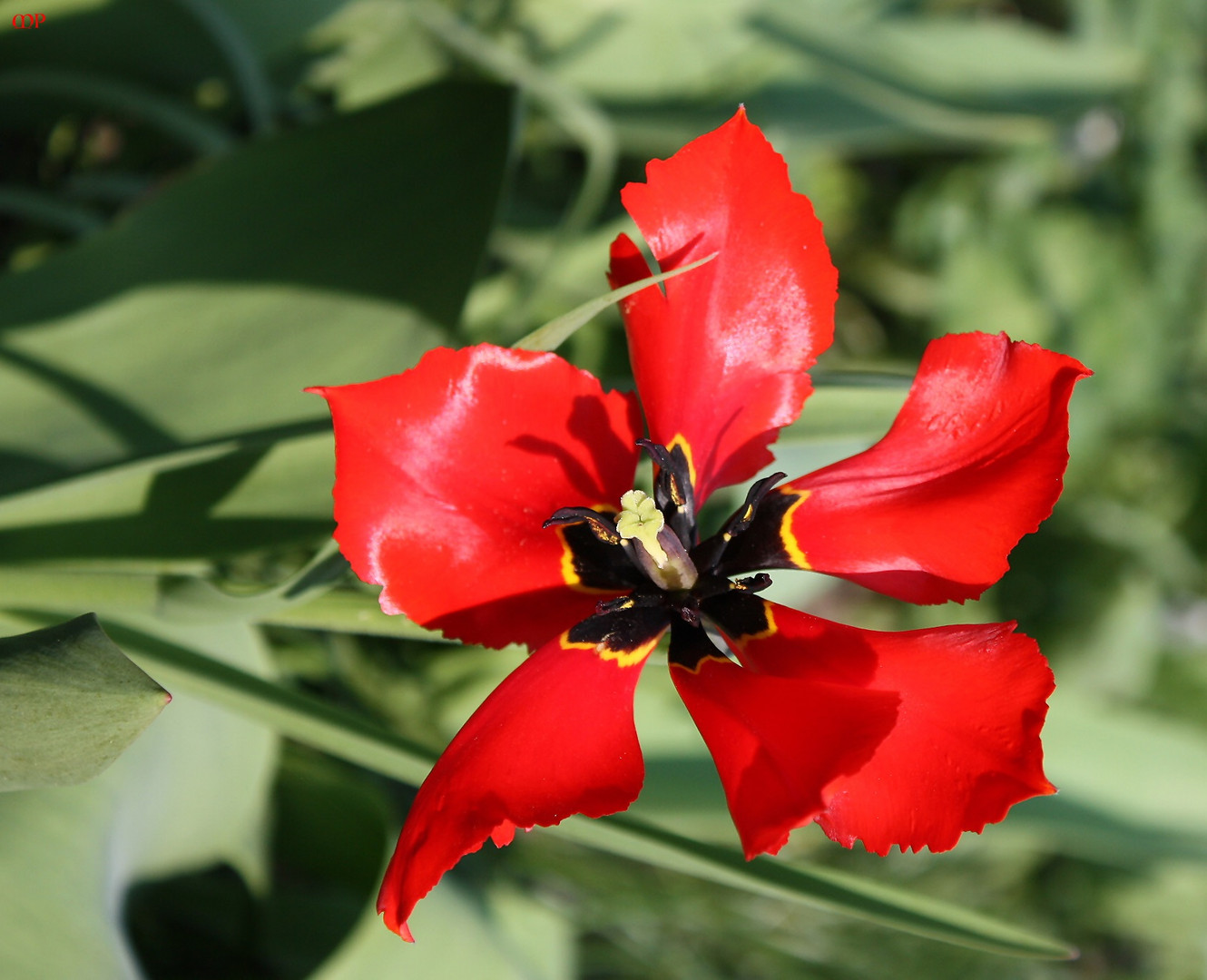 mutierte Windmühlen-Tulpe