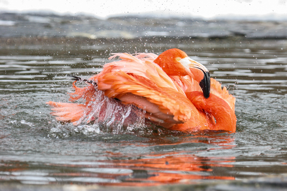 Mutierter Schwan?