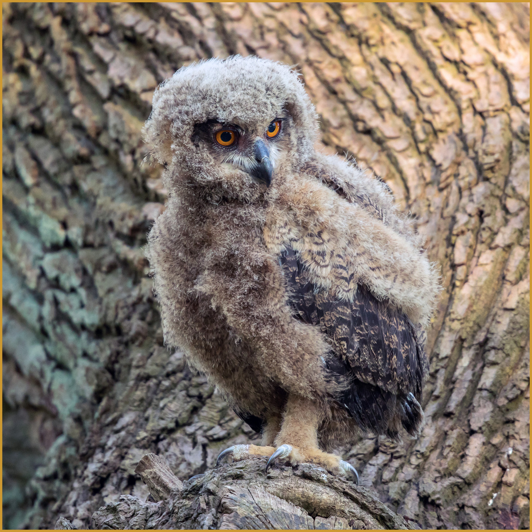 mutig hat der Nestling den oberen Aststumpen erstiegen 