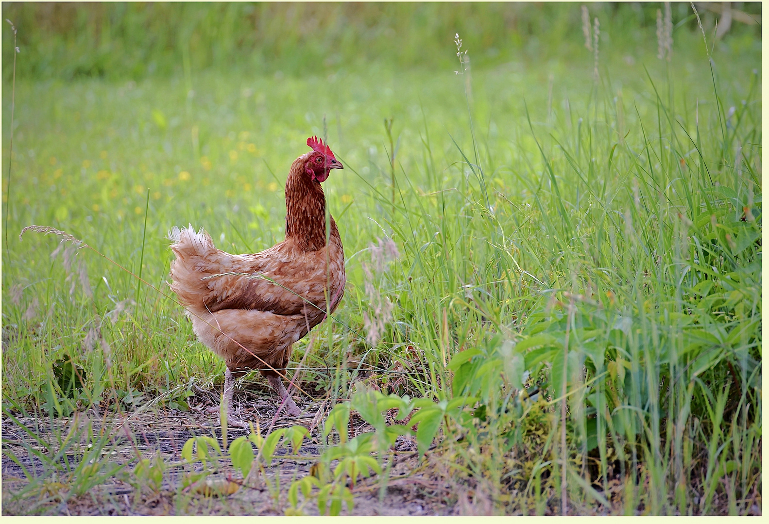 mutig ins hohe Gras 