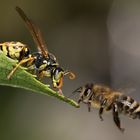 mutige Honigbiene