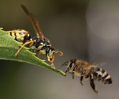mutige Honigbiene