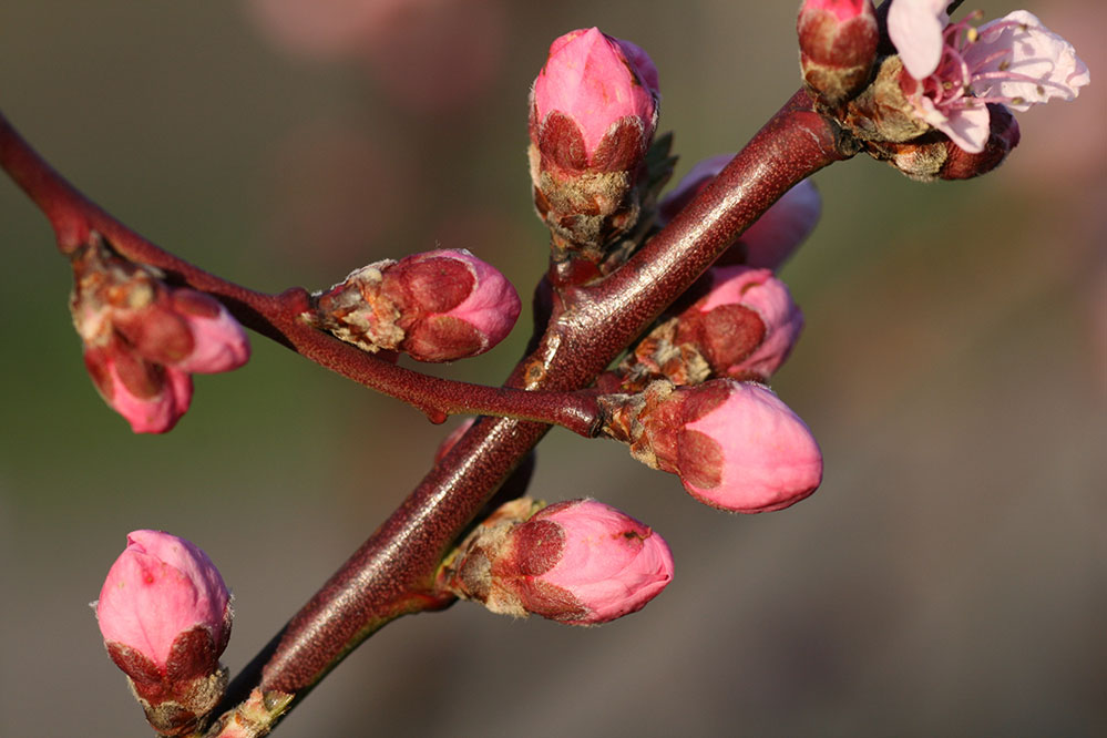 mutige Knospen in Osterkälte - Weinbergspfirsich