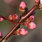 mutige Knospen in Osterkälte - Weinbergspfirsich