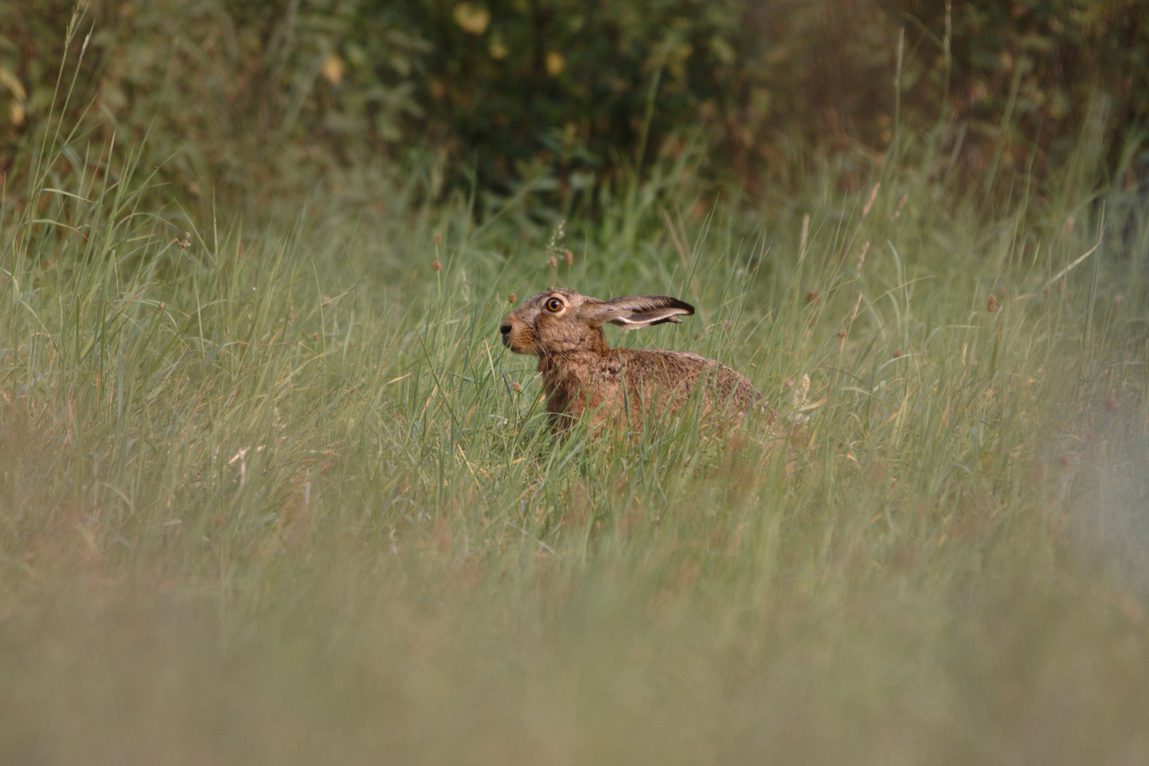 Mutiger Hase