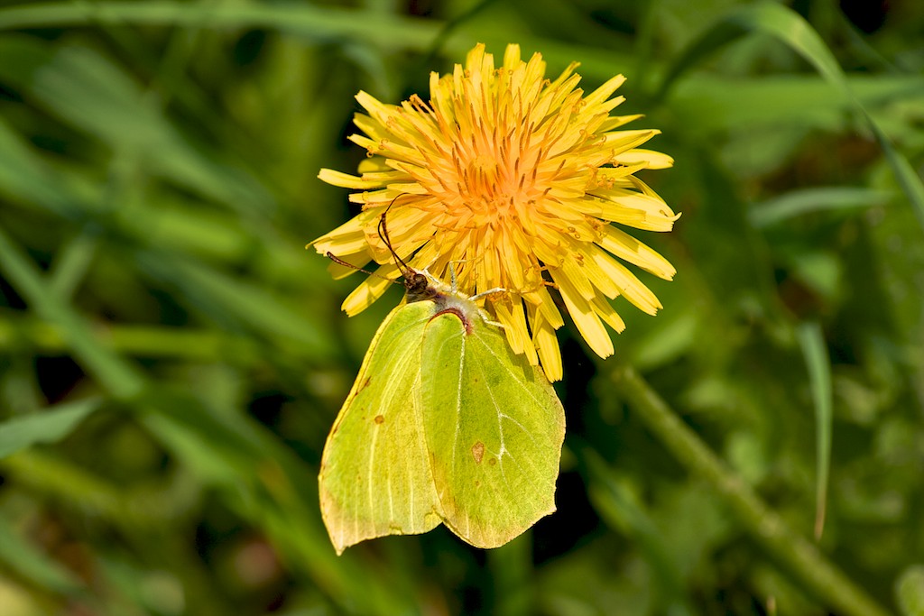 Mutprobe! Zitronenfalter nascht am Löwenzahn