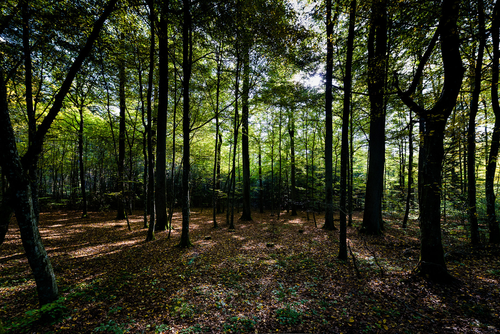 Mutschach Wald ___ Dinkelsbühl