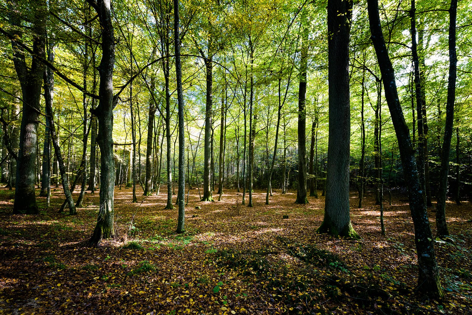 Mutschach Wald (Dinkelsbühl)