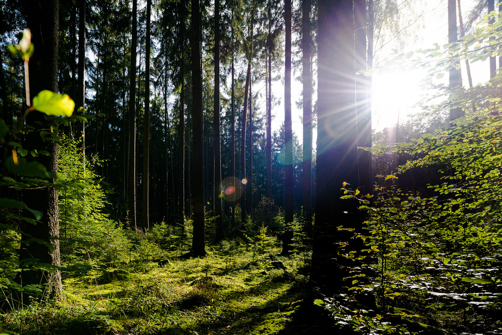 Mutschach Wald -- Dinkelsbühl