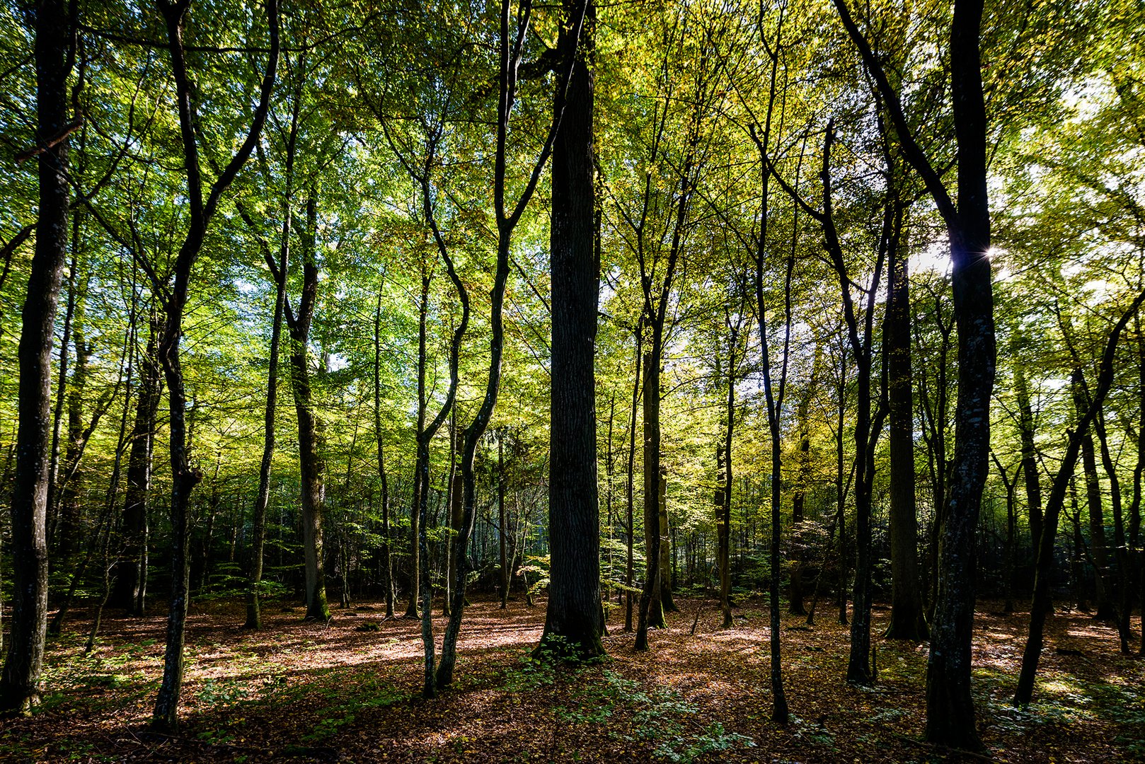 Mutschach Wald _ Dinkelsbühl