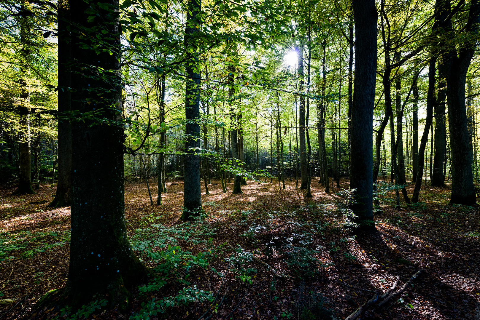 Mutschach Wald __ Dinkelsbühl