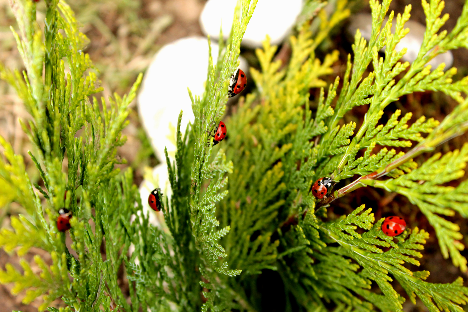 Mutschegiebchen