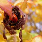 Mutschegiebchen hält Winterschlaf