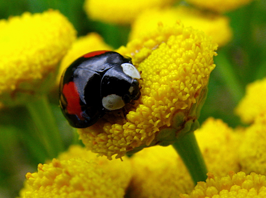 Mutschikiepchen