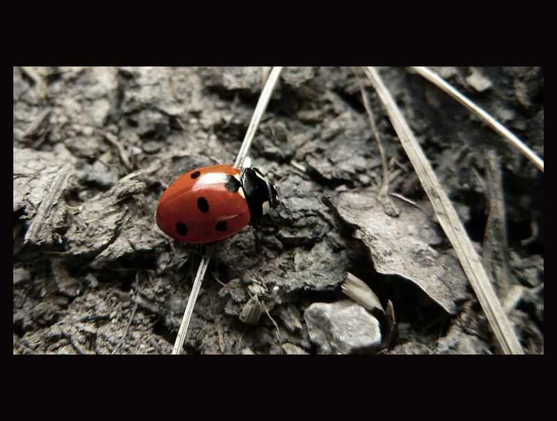 Mutschikiepchen