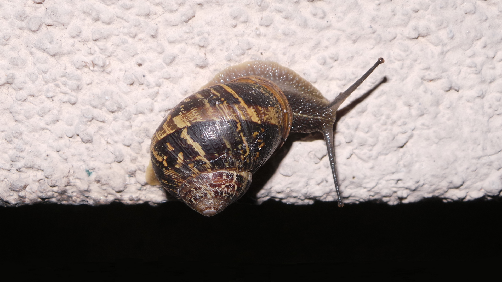 Muttenzer Weinbergschnecke