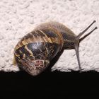 Muttenzer Weinbergschnecke