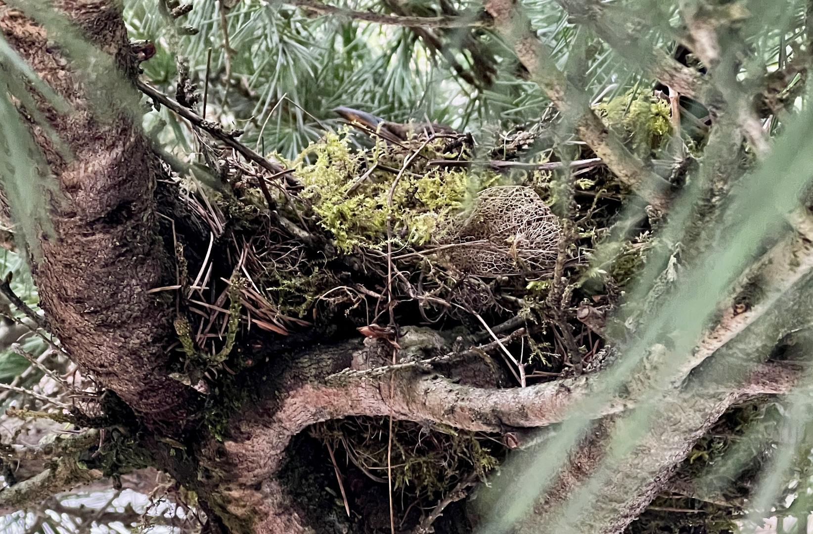 Mutter AMSEL hat ein grosses Nest gebaut