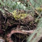 Mutter AMSEL hat ein grosses Nest gebaut