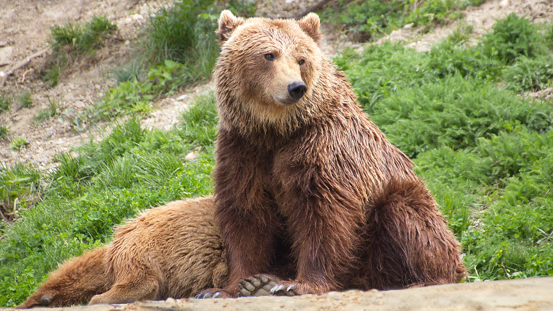 Mutter Braunbär