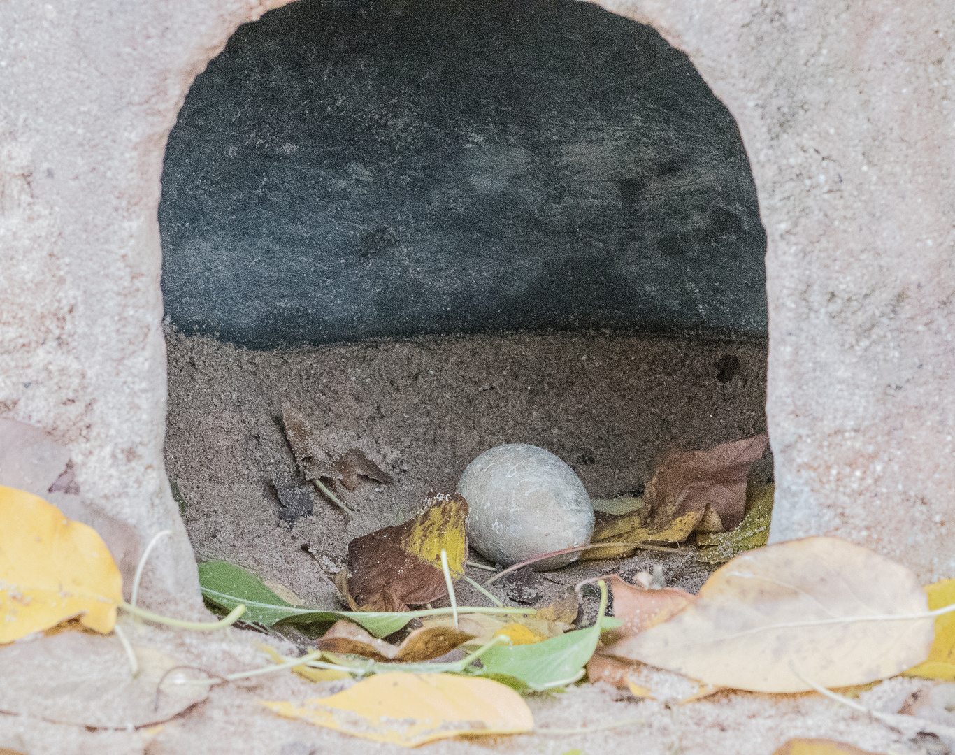 Mutter Brillenpinguin hat für einen Moment die Bruthöhle verlassen.