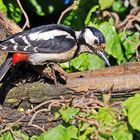 Mutter Buntspecht (Dendrocopos major ) nach langer Pause wieder mal erwischt...