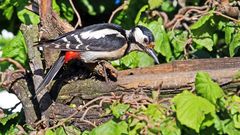 Mutter Buntspecht (Dendrocopos major ) nach langer Pause wieder mal erwischt...