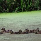 Mutter Duck und ihre Kinder