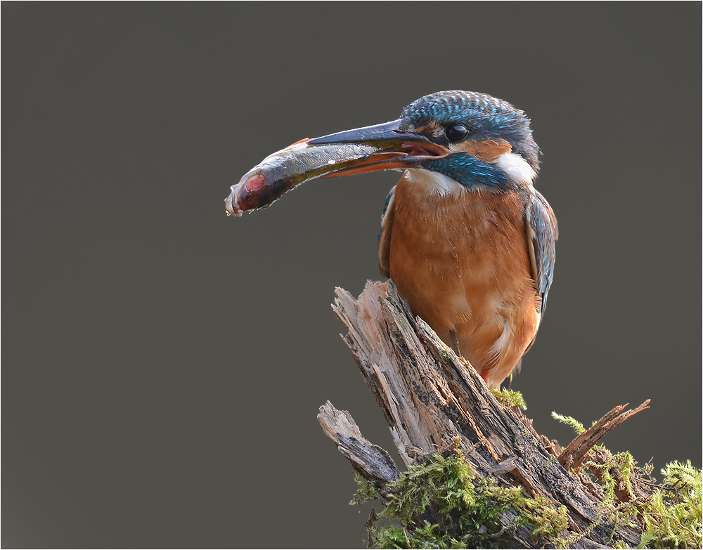 Mutter Eisvogel