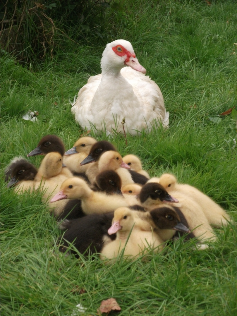 Mutter Ente mit ihren Kindern