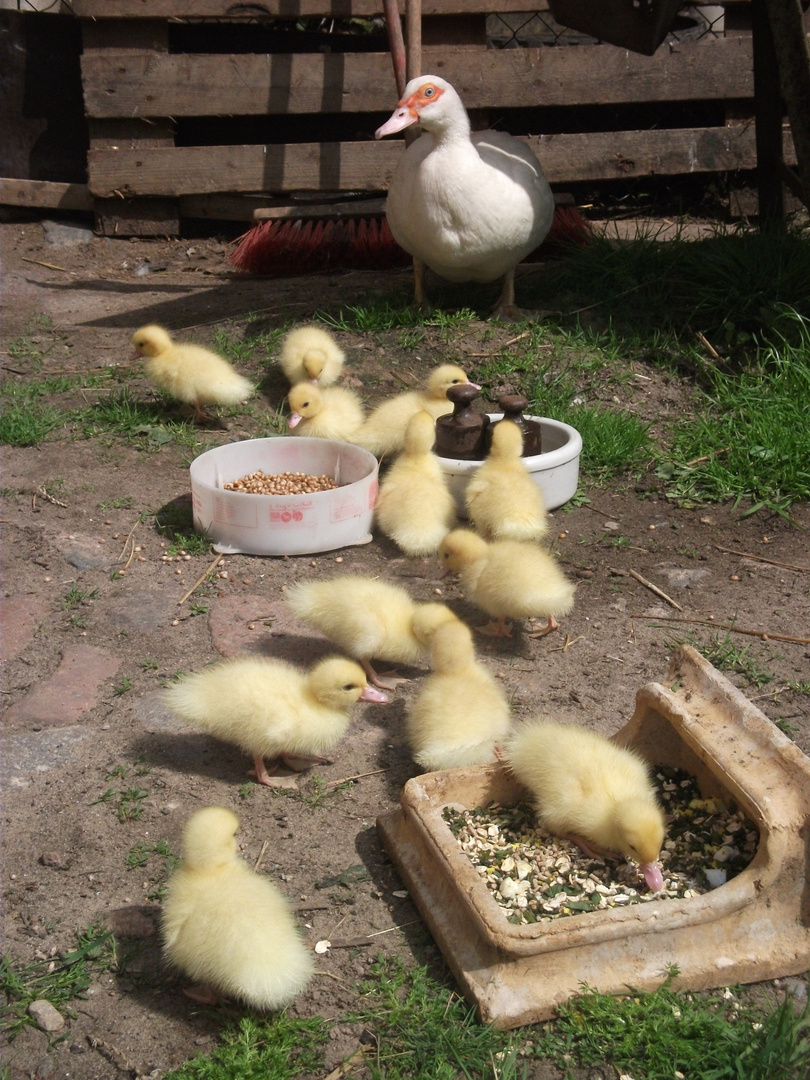 Mutter Ente mit ihren Kindern im Mai 2012 auf dem Land