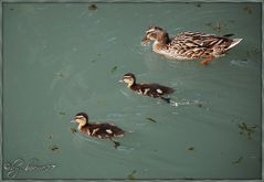 Mutter Ente unterwegs mit den kleinen Küken.