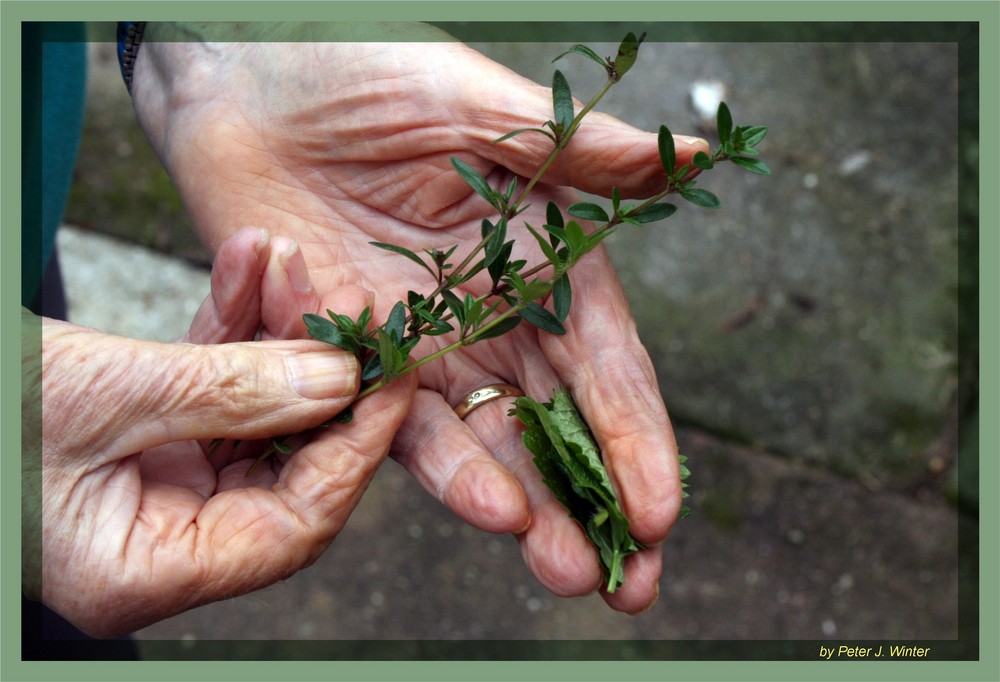 Mutter findet im Garten die passenden Zutaten!