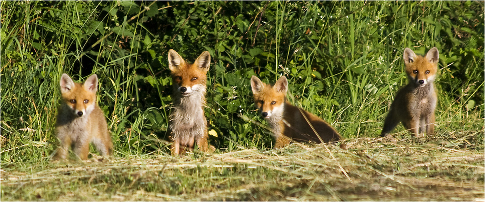 Mutter Fuchs mit ihre drei Jungen