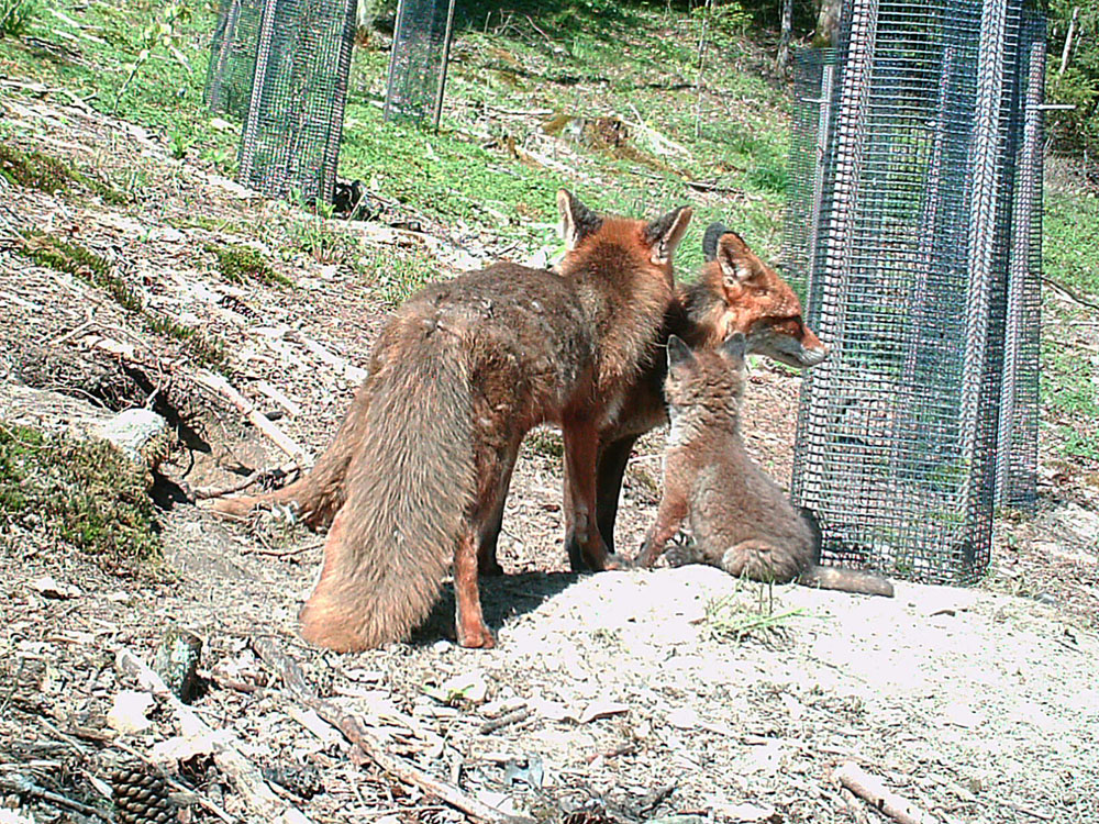 Mutter Fuchs und Vater Fuchs kümmern sich um die Welpen