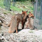 Mutter Fuchs und Vater Fuchs kümmern sich um die Welpen