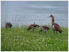 Mutter Gans und ihre Kleinen