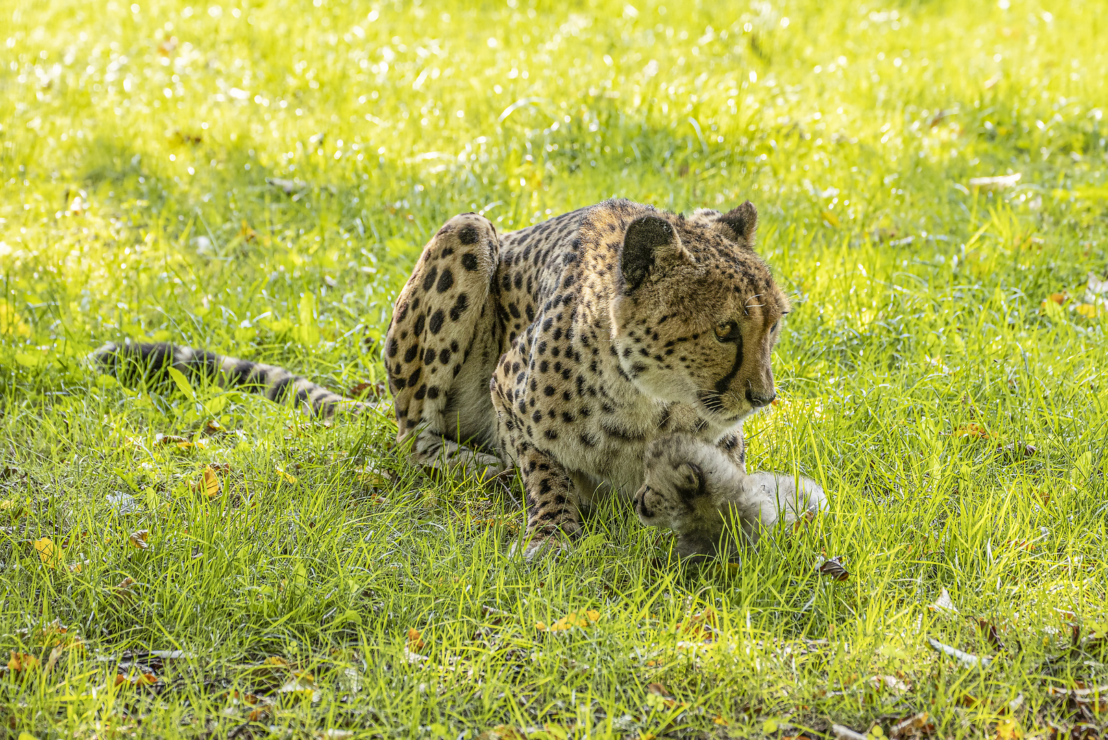 Mutter Gepard_MG_0065