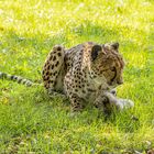 Mutter Gepard_MG_0065