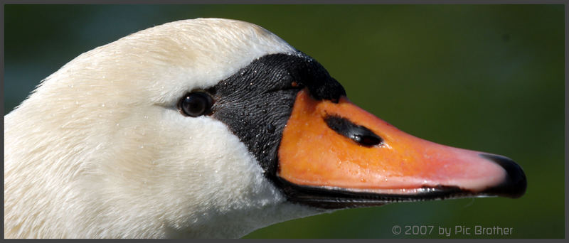 Mutter Höckerschwan