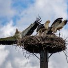 Mutter im Anflug auf das Storchennest 