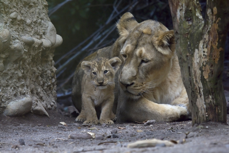 Mutter Joy mit einem der vier Löwenbabys