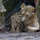 Mutter Joy mit einem der vier Löwenbabys