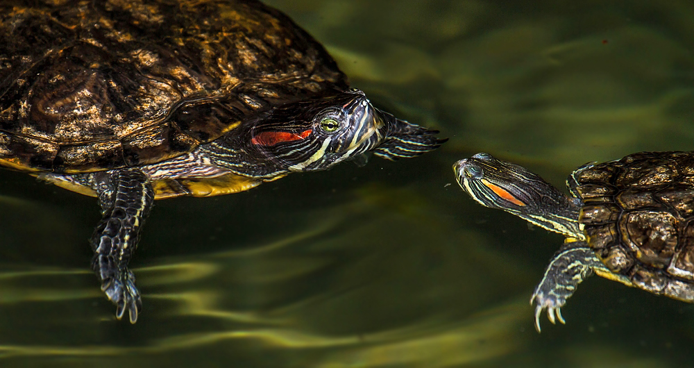 Mutter - Kind - Gepräche auf Schildkrötenart