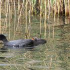 Mutter-Kind-Schwimmen