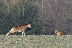 Mutter - Kind - Turnen bei den Mufflons...