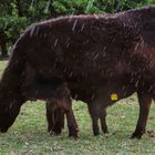 Mutter Kuh mit ihrem Kalb