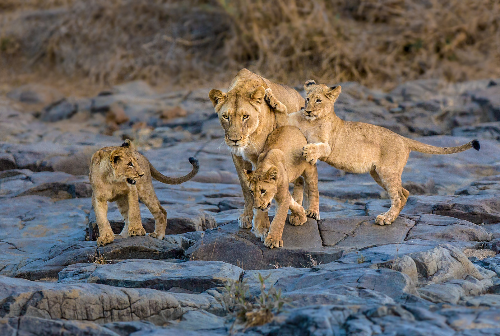 Mutter Löwe mit Jungen, die noch spielen wollen.