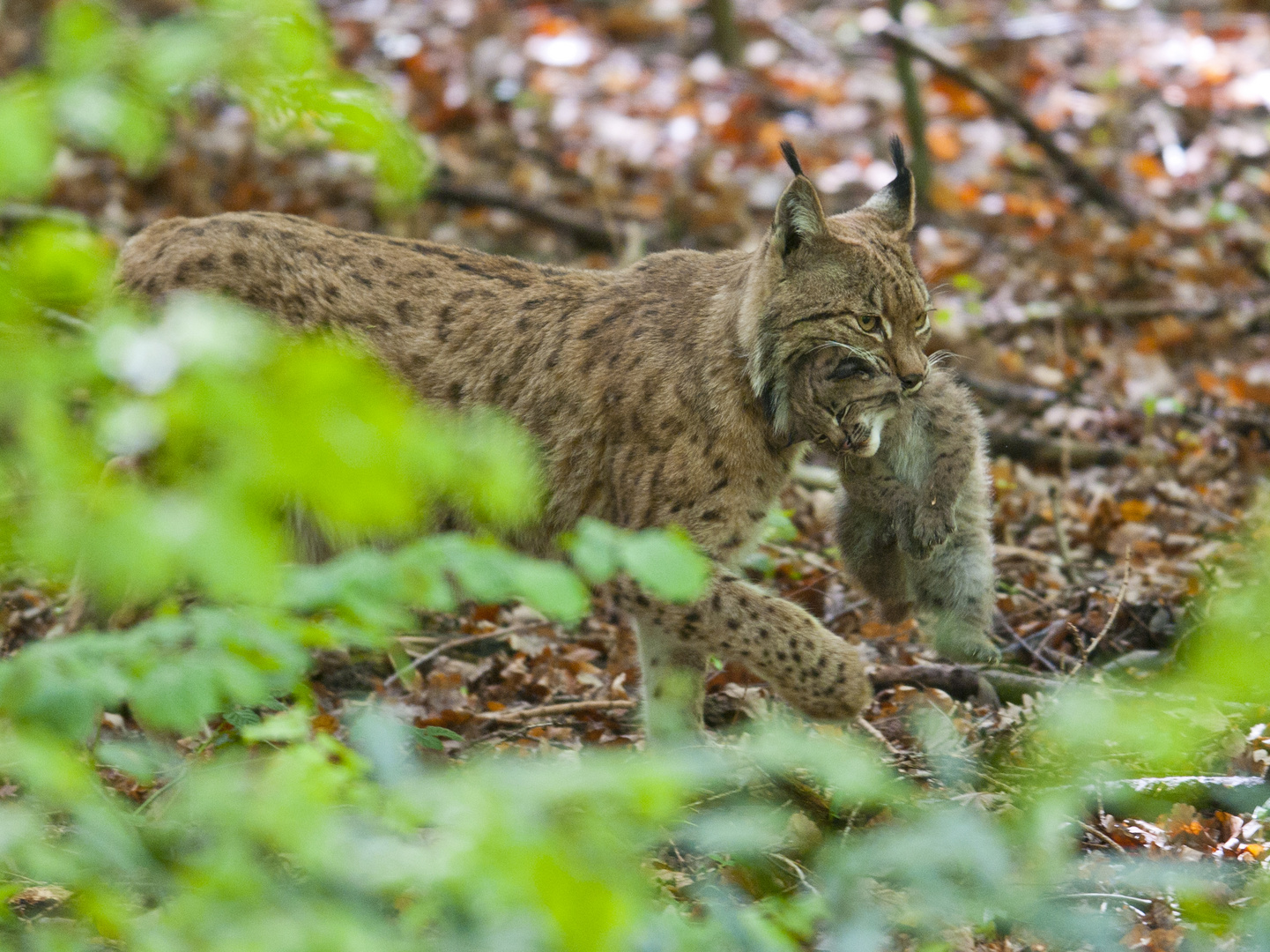 Mutter Luchs mit Baby