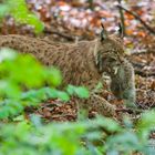 Mutter Luchs mit Baby